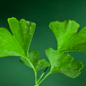 Ginkgo Equity logo