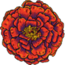 Marigold Capital logo