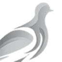 Pheasant Energy logo