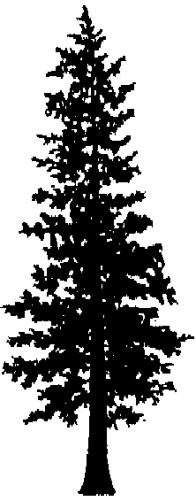 Six Trees Capital logo